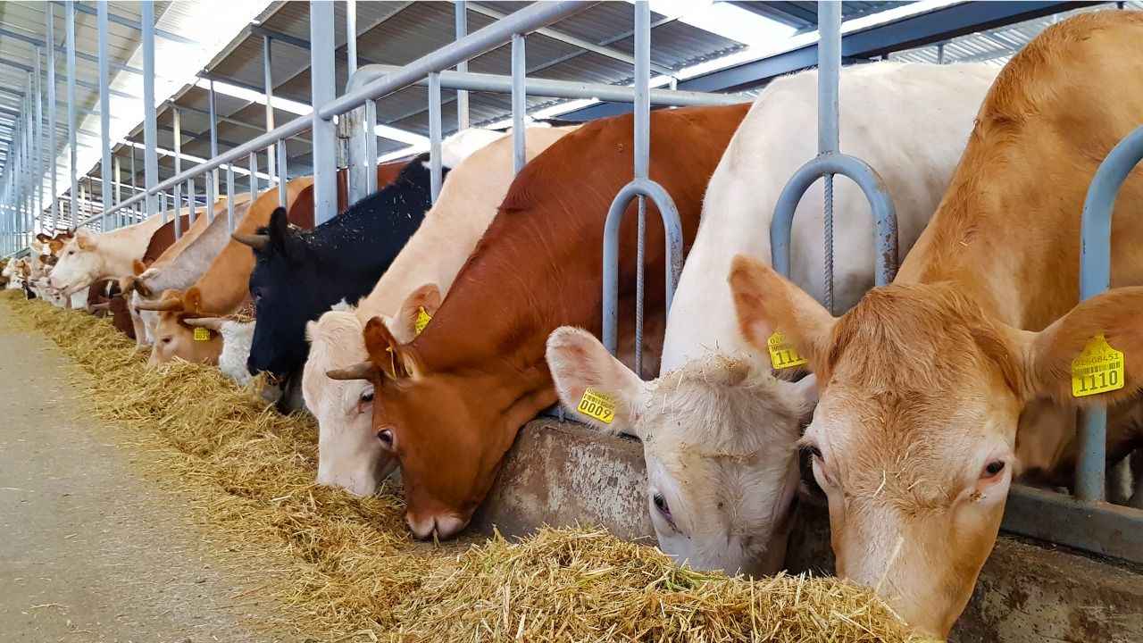 Hayvancılıkta Çalışma İzni