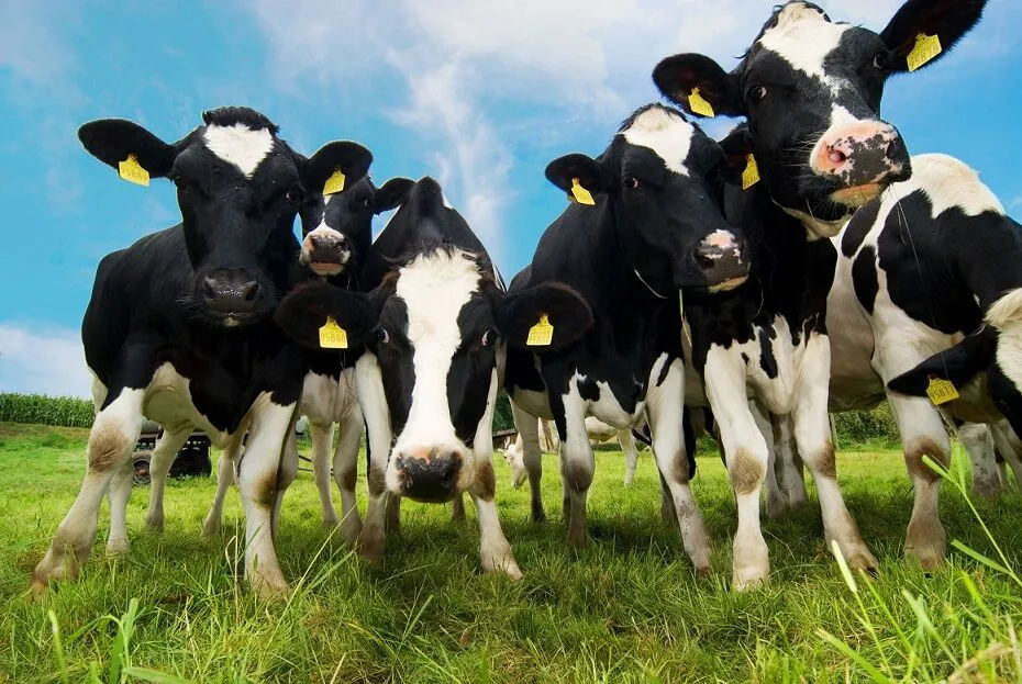 Hayvancılık İşletmelerinde Çoban & Hayvan Bakıcıları İçin Başvuru Adımları